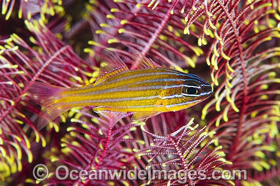 Blue-lined Cardinalfish Apogon cyanosoma photo