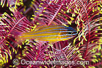 Blue-lined Cardinalfish Apogon cyanosoma Photo - Gary Bell