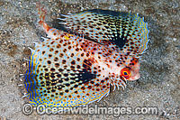 Flying Gurnard with fins extended Photo - Gary Bell