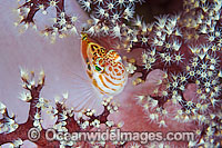 Blotched Hawkfish in soft coral Photo - Gary Bell