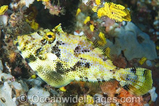 Spotted Filefish Pseudomonacanthus macrurus photo
