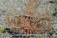 Ambon Scorpionfish Photo - Gary Bell