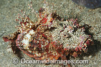 Demon Stinger Scorpionfish Photo - Gary Bell