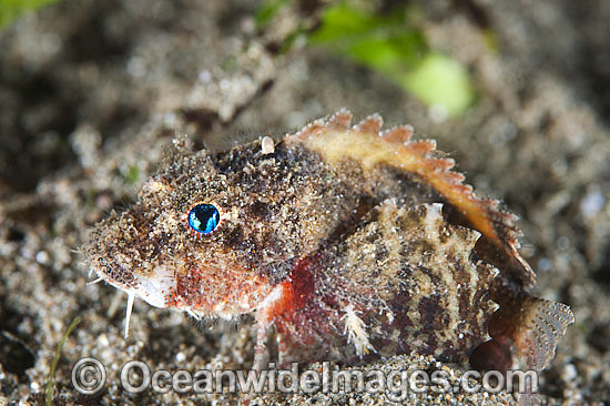 Little Stingfish Minous pusillus photo