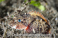 Little Stingfish Minous pusillus Photo - Gary Bell