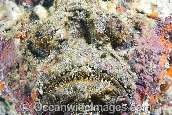stonefish spines