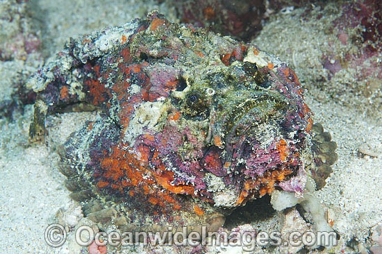 Reef Stonefish Synanceia verrucosa photo