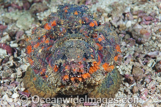 Extremely venomous Reef Stonefish photo