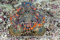 Extremely venomous Reef Stonefish Photo - Gary Bell