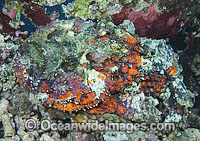 Reef Stonefish Synanceia verrucosa Photo - Gary Bell