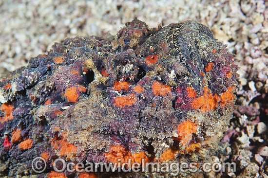 Venomous Reef Stonefish photo