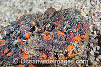 Venomous Reef Stonefish Photo - Gary Bell