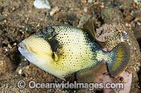 Yellow-margin Triggerfish Photo - Gary Bell