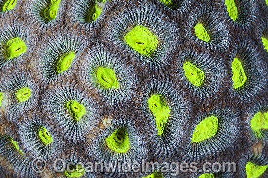 Coral polyps Favia photo