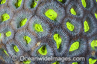 Coral polyps Favia Photo - Gary Bell