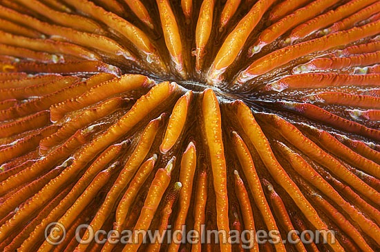 Mushroom Coral polyps photo