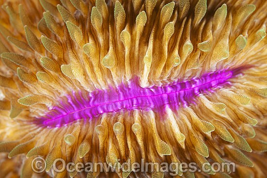 Mushroom Coral polyps photo