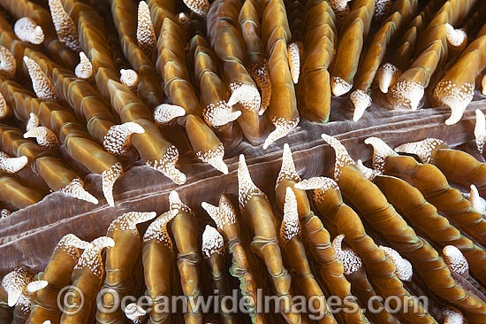 Mushroom Coral photo