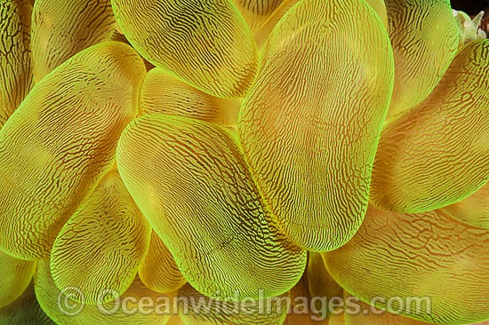 Bubble Coral Plerogyra sinuosa photo