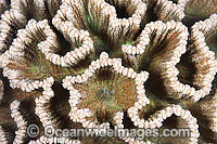 Coral detail Photo - Gary Bell