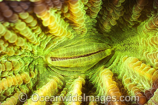 Cup Coral photo