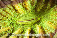 Cup Coral Photo - Gary Bell