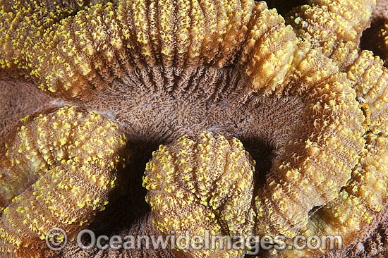 Coral Lobophyllia sp. photo