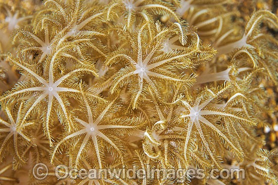 Flower Soft Coral Xenia sp. photo
