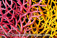 Sea Fan Coral Acabaria sp. Photo - Gary Bell