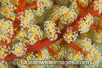 Fan Coral (Siphonogorgia sp Photo - Gary Bell