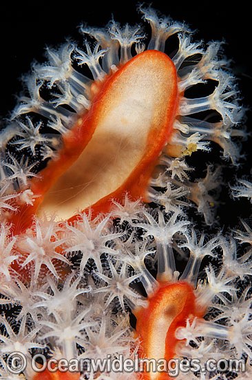 Soft Coral feeding polyps photo