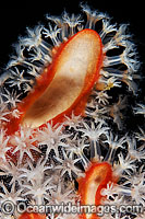 Soft Coral feeding polyps Photo - Gary Bell
