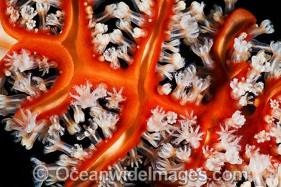 Soft Coral feeding polyps photo