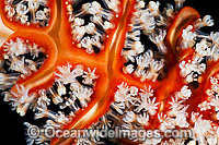 Soft Coral feeding polyps Photo - Gary Bell