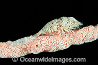 Shrimp on Sea Sponge Photo - Gary Bell