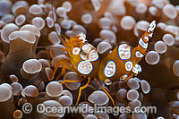 Anemone Shrimp on Sea Anemone Photo - Gary Bell