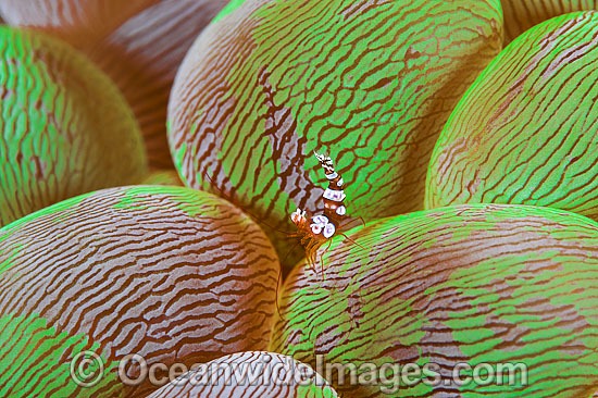 Anemone Shrimp on Bubble Coral photo