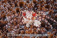 Boxer Crab resting on coral Photo - Gary Bell