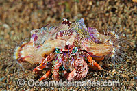 Hermit Crab Photo - Gary Bell