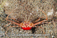 Scissors Crab with eggs Photo - Gary Bell