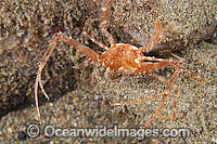 Scissors Crab Lupocyclus philippinensis Photo - Gary Bell
