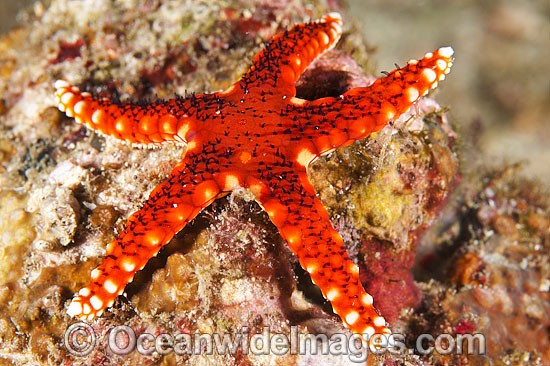 Sea Star Fromia sp. photo