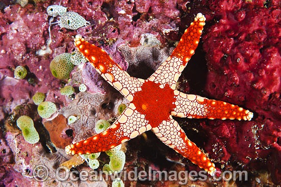 Orange Marble Sea Star photo