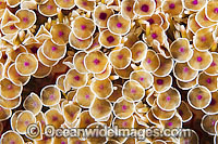Flower Urchin spines Photo - Gary Bell