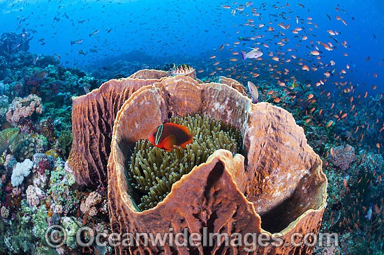 Tropical Reef Scene photo