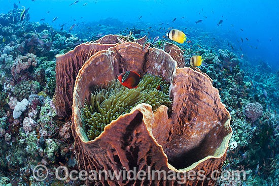 Reef Scene and Butterflyfish photo