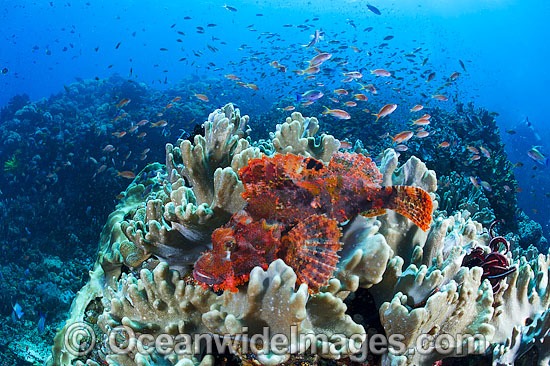 Scorpionfish and Soft Corals photo