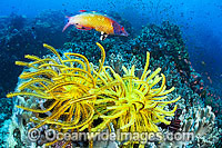 Diana's Wrasse and Reef Photo - Gary Bell