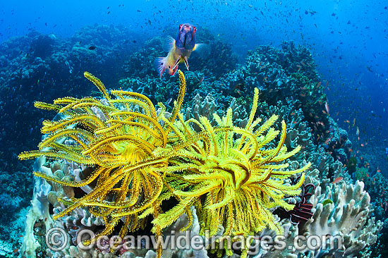 Crinoids and Soft Corals photo