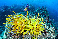 Crinoids and Soft Corals Photo - Gary Bell